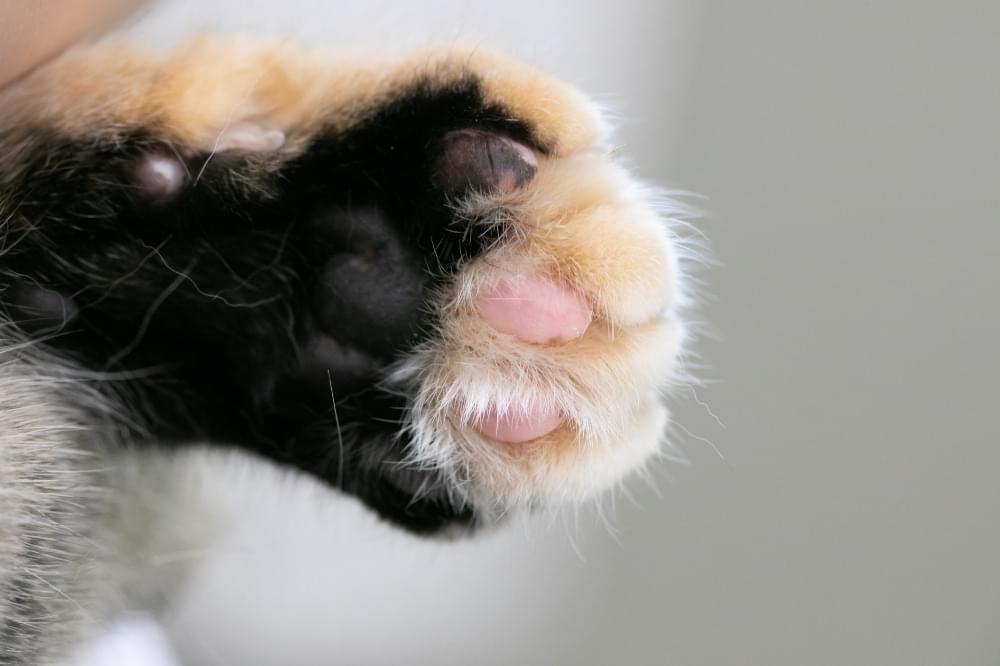様々な動物に対応